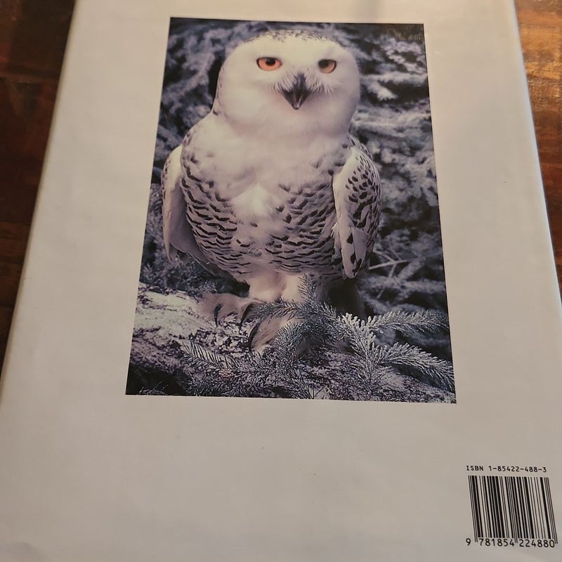 BIRDS OF PREY 