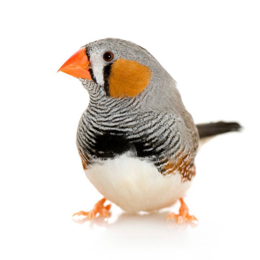Grey Finch Books