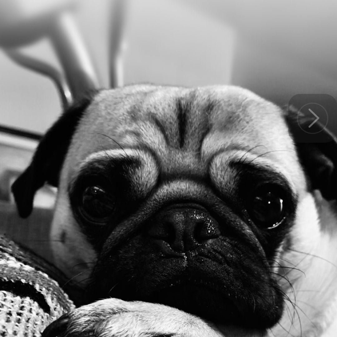 Sleepy Pug Books