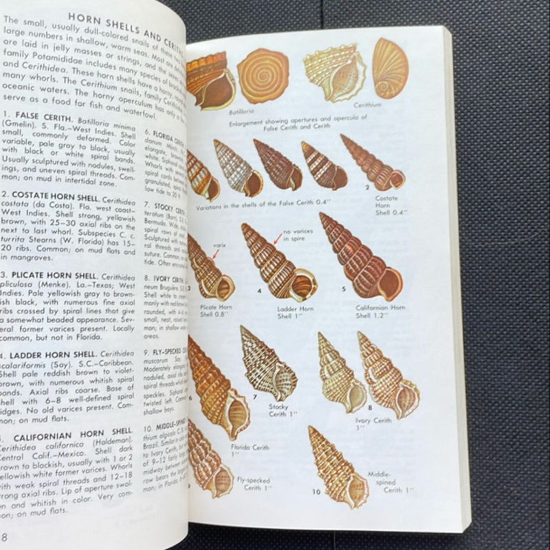 Seashells of North America Field Guide