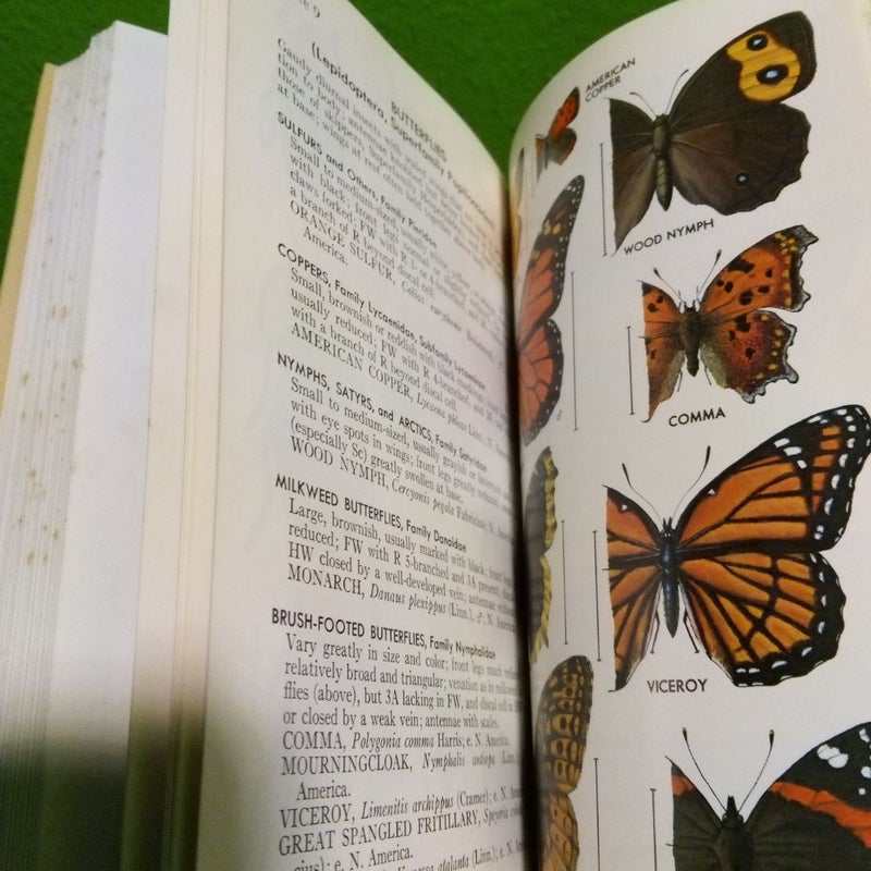 Vintage 1970 - A Field Guide to the Insects of America North of Mexico