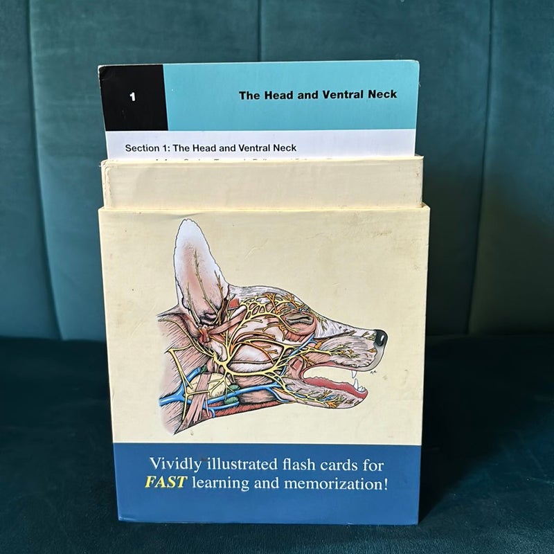 Saunders Veterinary Anatomy Flash Cards
