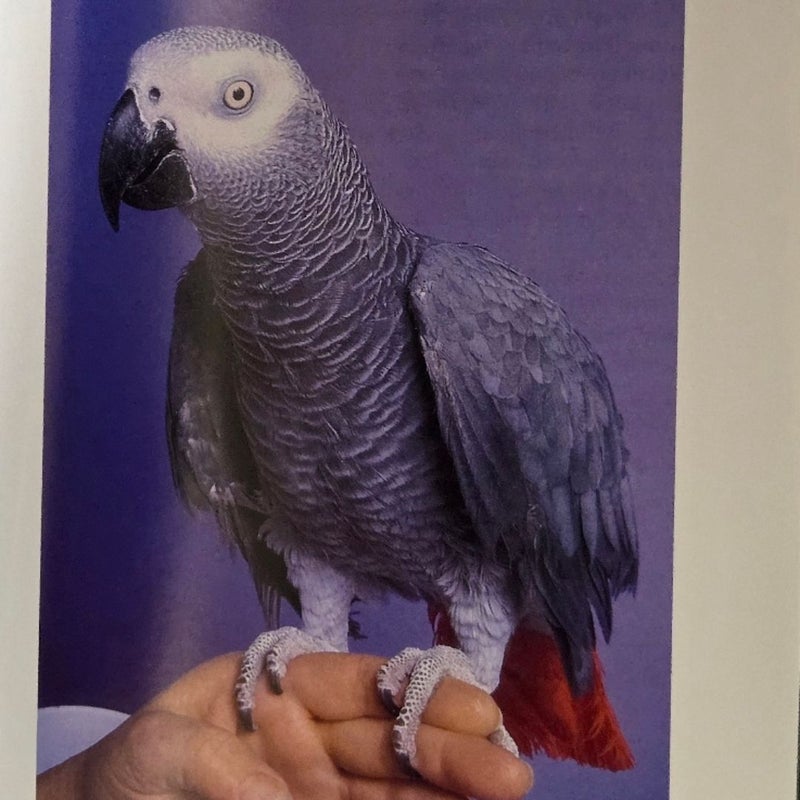 African Gray Parrots