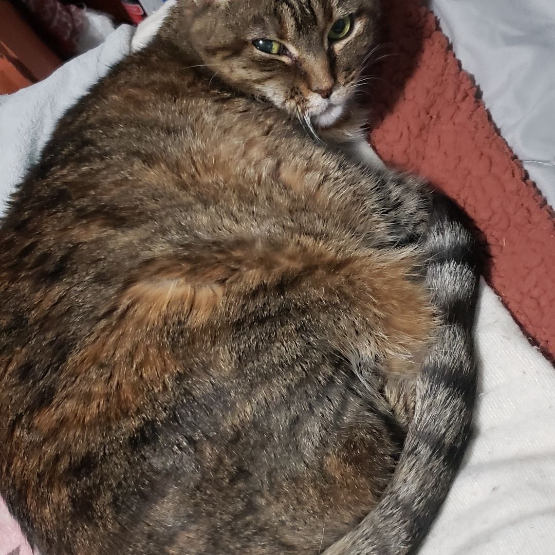 EllieSnyd
