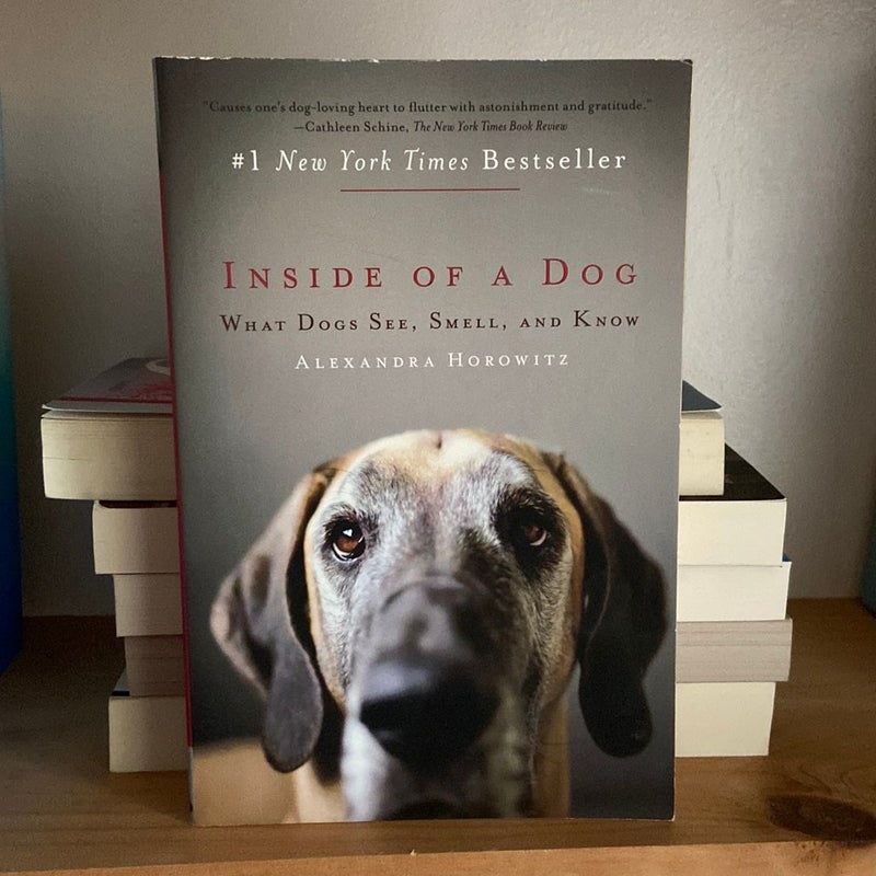 Inside of a Dog