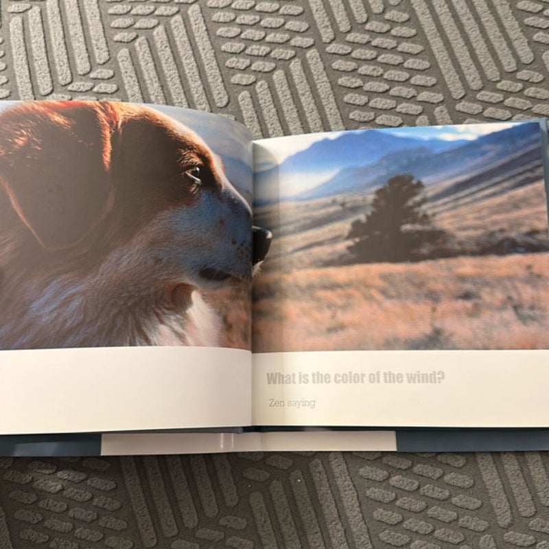 Where Dogs Dream