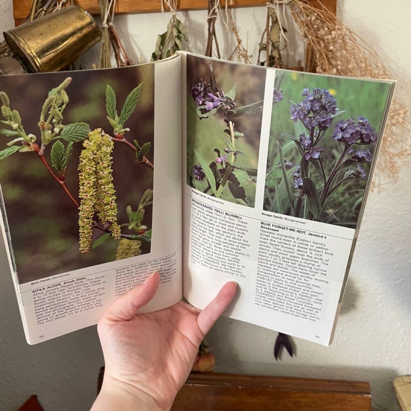 Forest Wildflowers