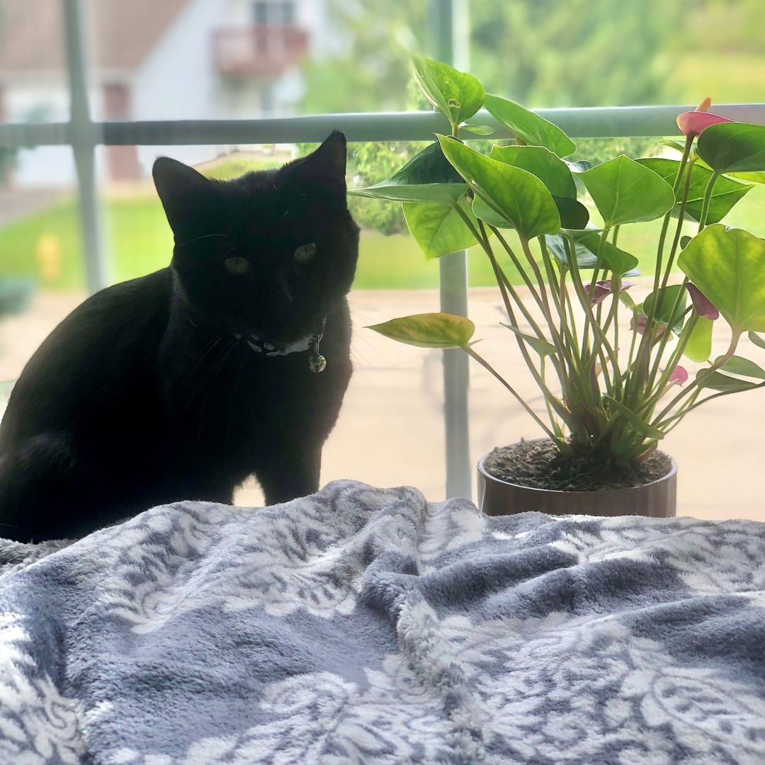 Pages and Cats