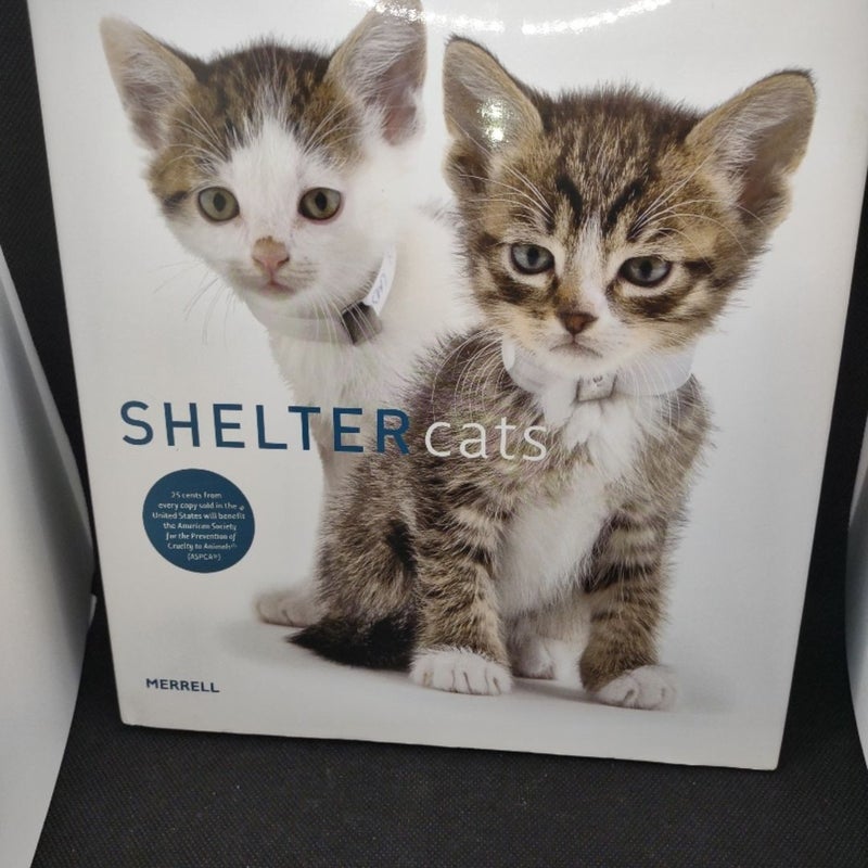 Shelter Cats