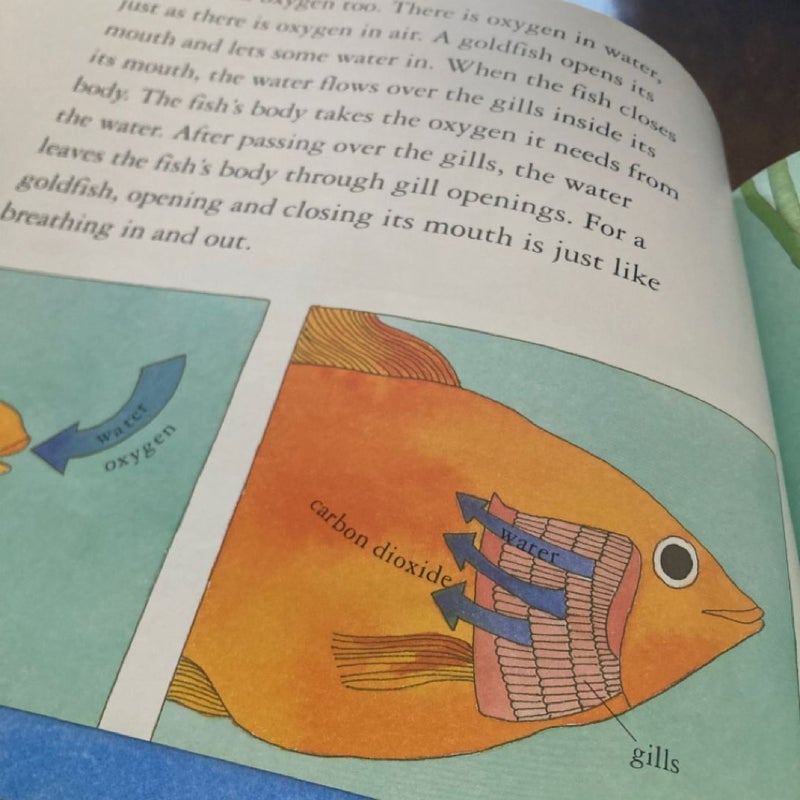 What's It Like to Be a Fish?