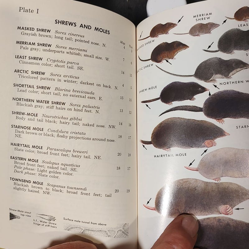 A Field Guide to the Mammals