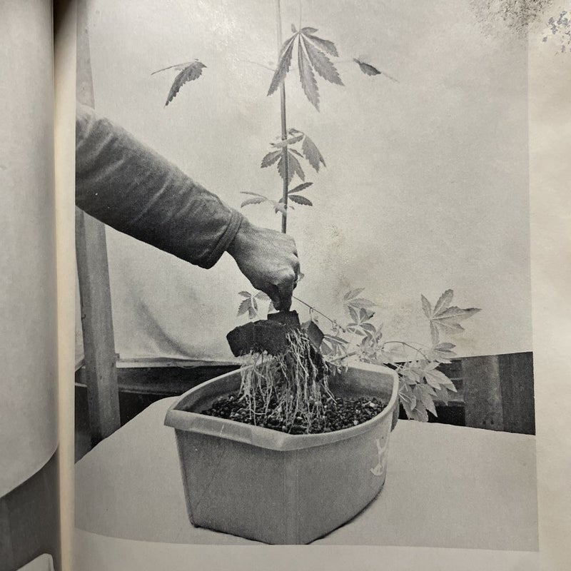 How to Grow Marijuana