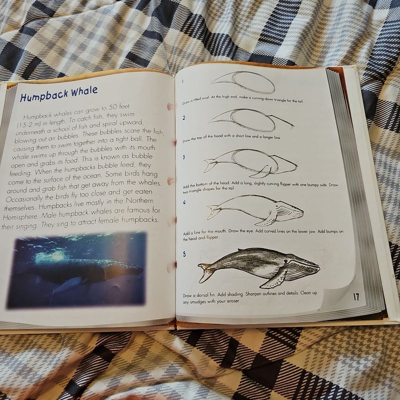 How to Draw Whales