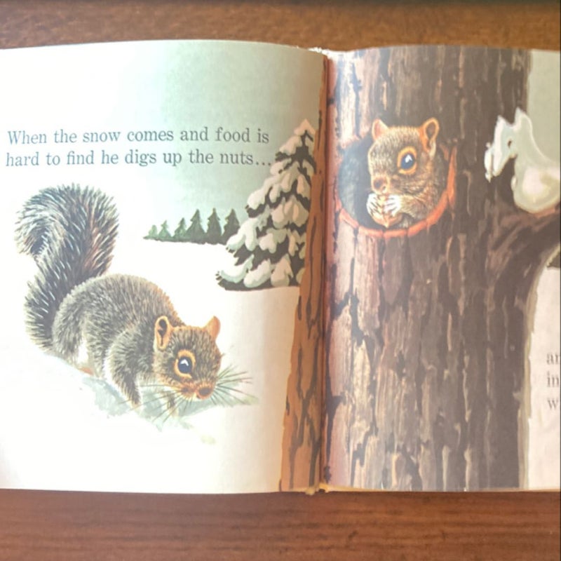 The Squirrel Book