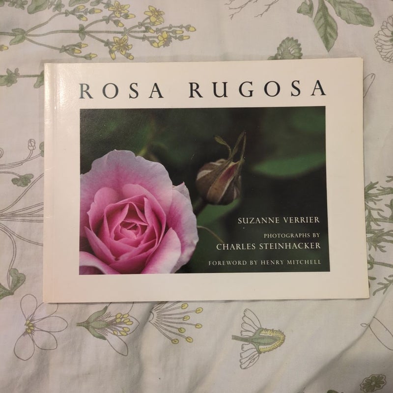 Rosa Rugosa