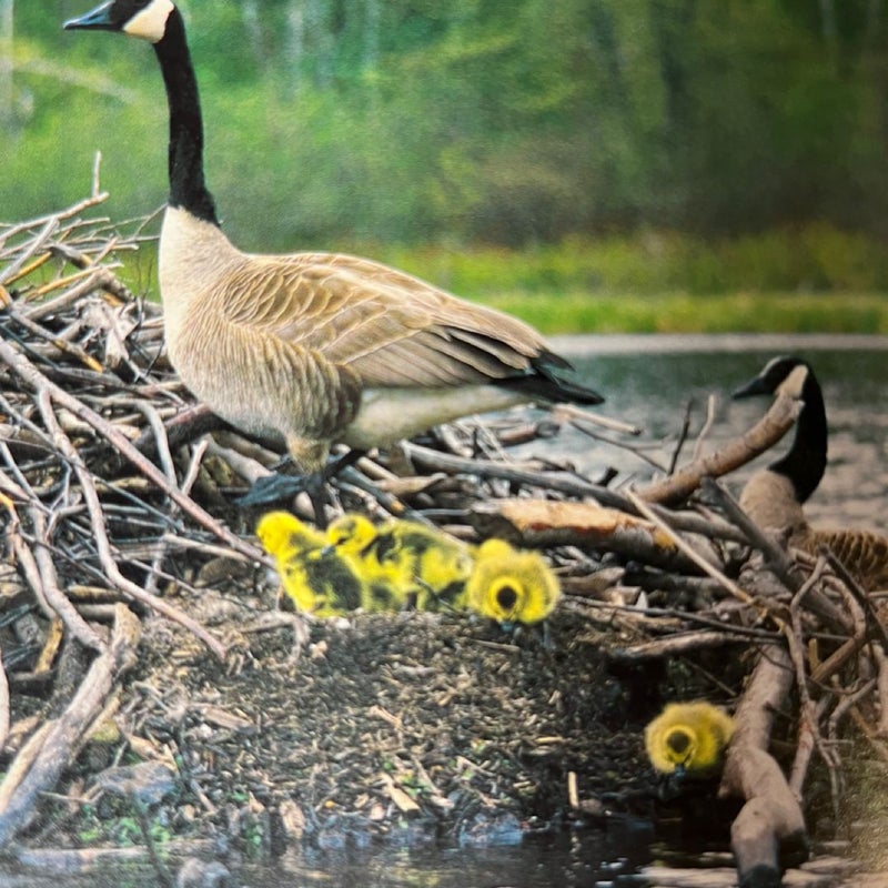 The Geese of Beaver Bog