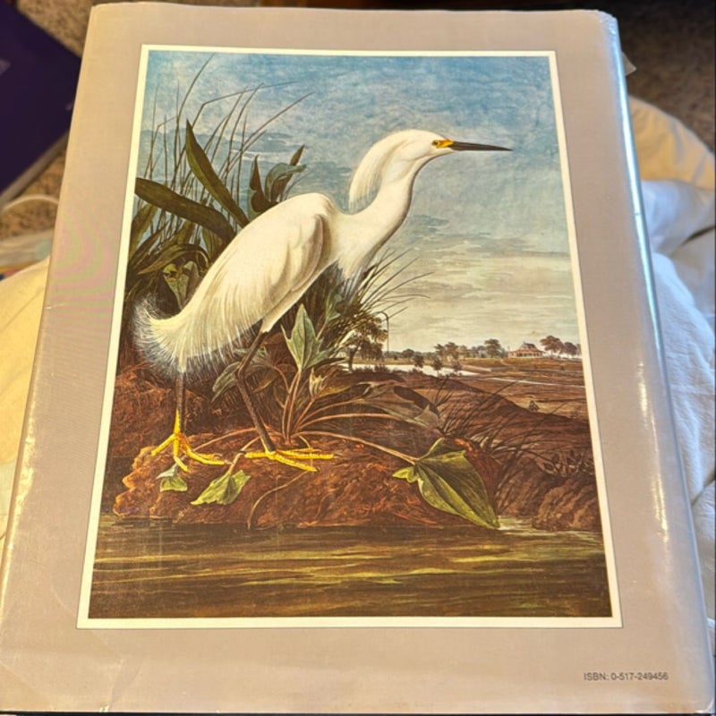 Original Water Color for The Birds of America