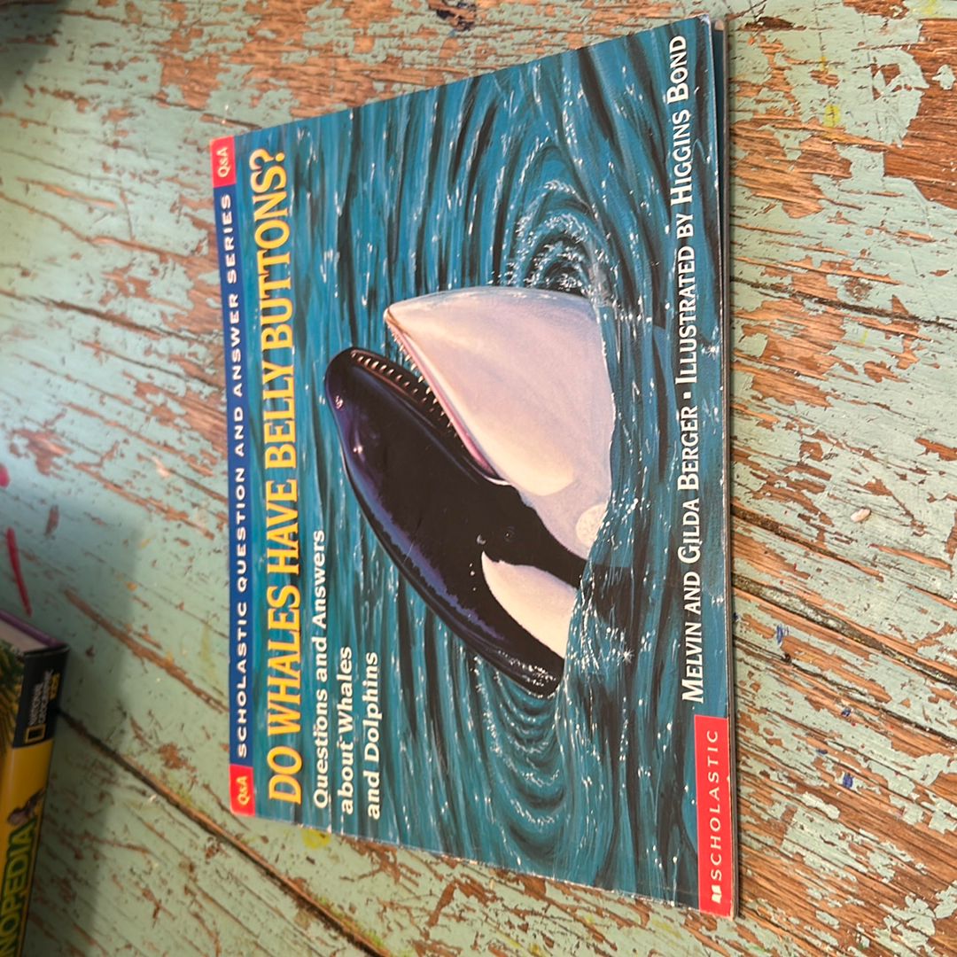 Do Whales Have Belly Buttons?