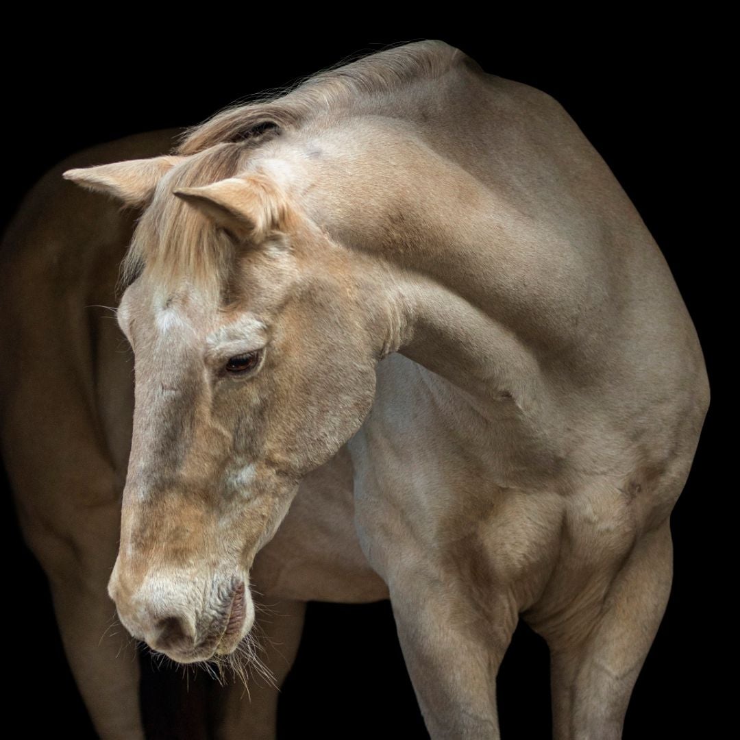 Trotting into stories