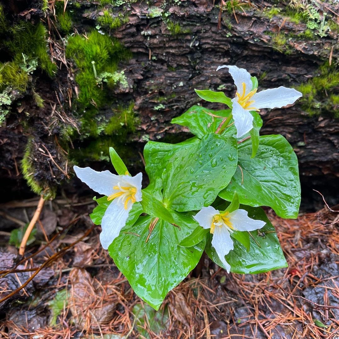 Trillium in the Trees