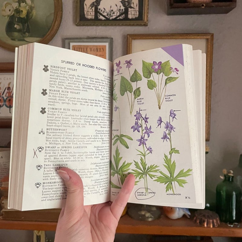 A Peterson Field Guide to Wildflowers