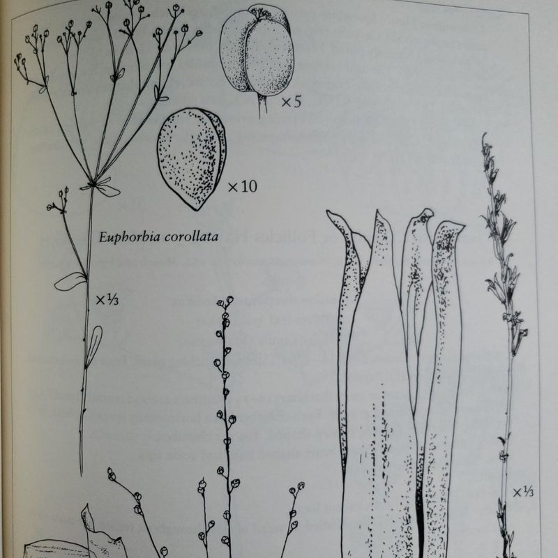 A Guide to Wildflowers in Winter