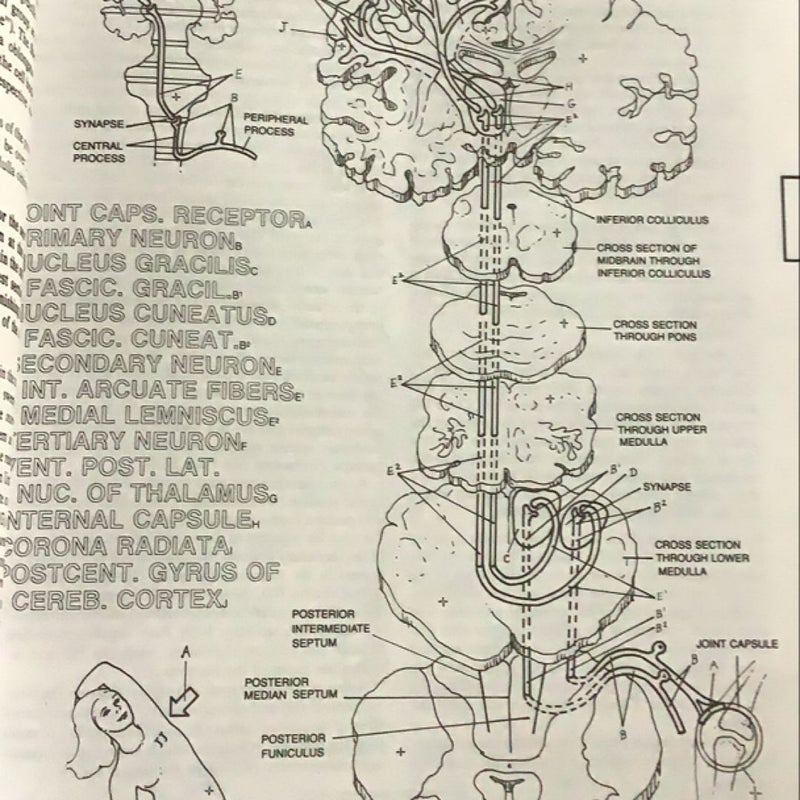 The Human Brain Coloring Book