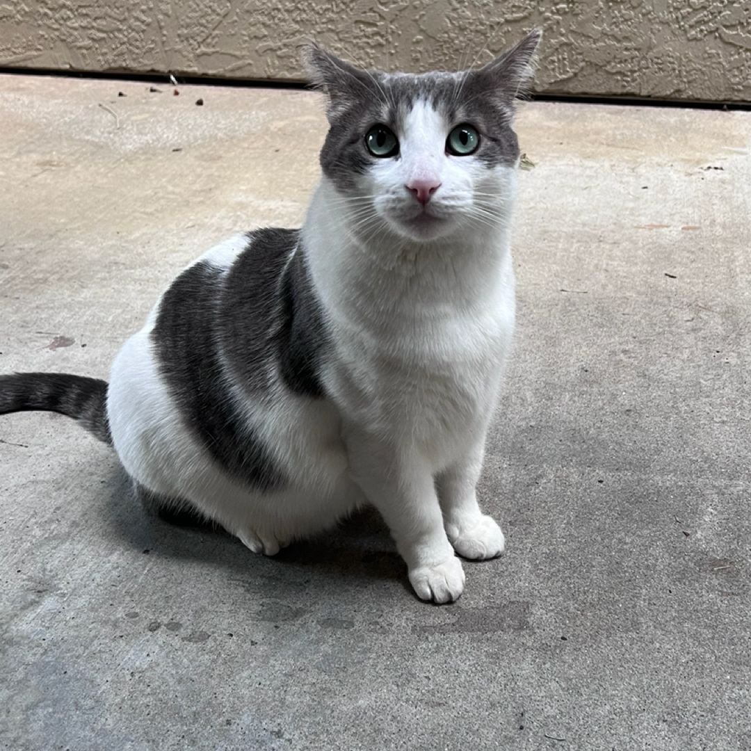 The Purrfect Page