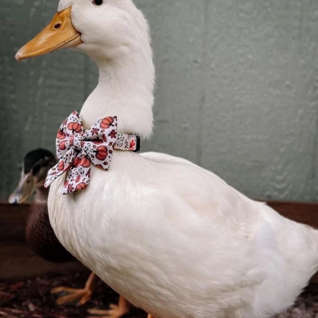 Patricia’s Reads!!