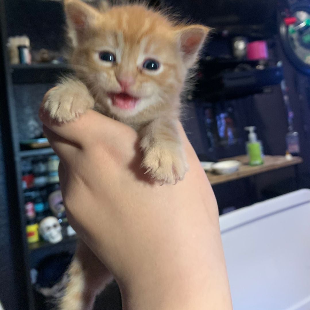 Sam