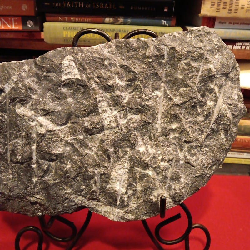 240-500 Million year old Fossil Orthoceras Squid