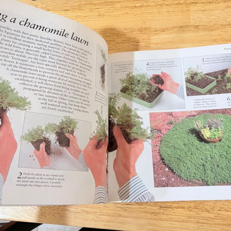 A Creative Step by Step Guide to Growing Herbs