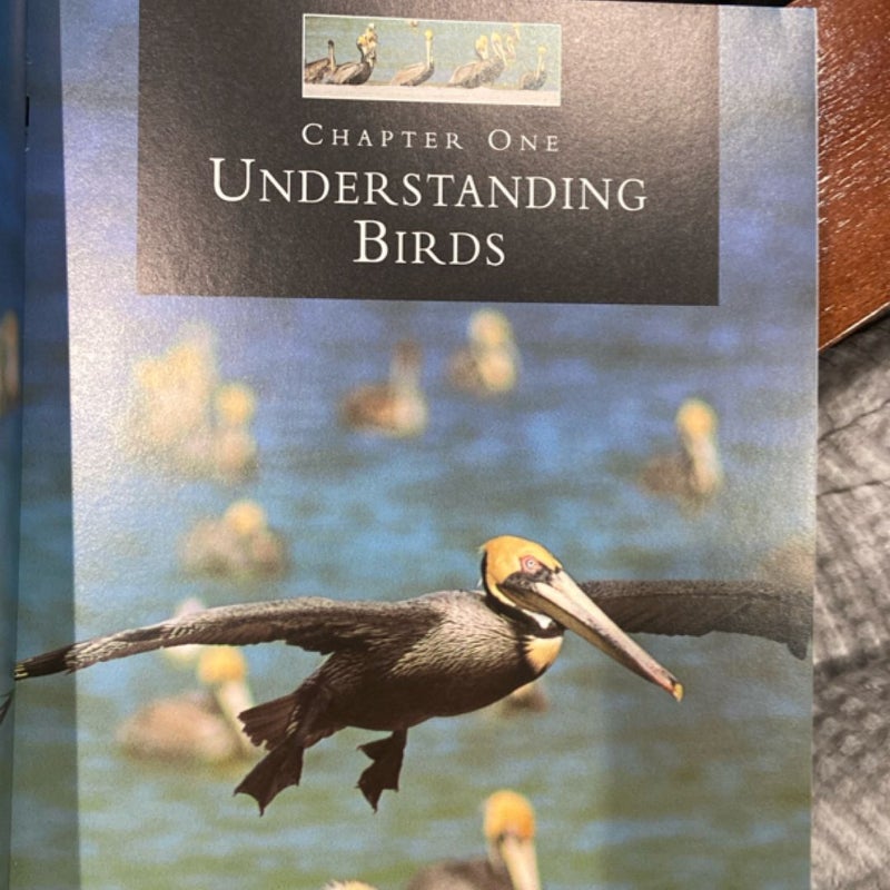 Birding