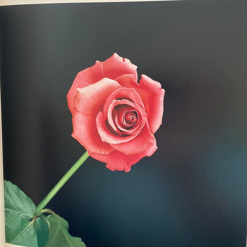 Mapplethorpe / The Complete Flowers 写真集 Mapplethorpe Flora | Photography | Store | Phaidon