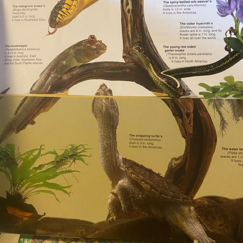 Children's Book Reptile Bundle