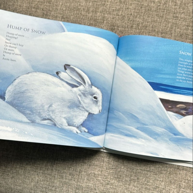 Polar Bear, Arctic Hare