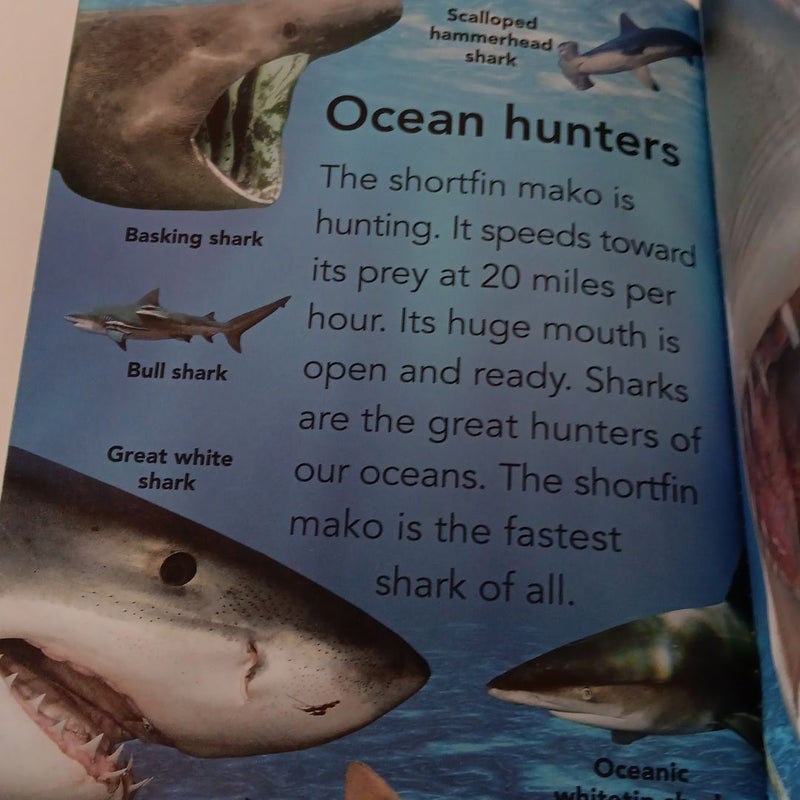 Scholastic Discover More Reader Level 2: Shark Attack!