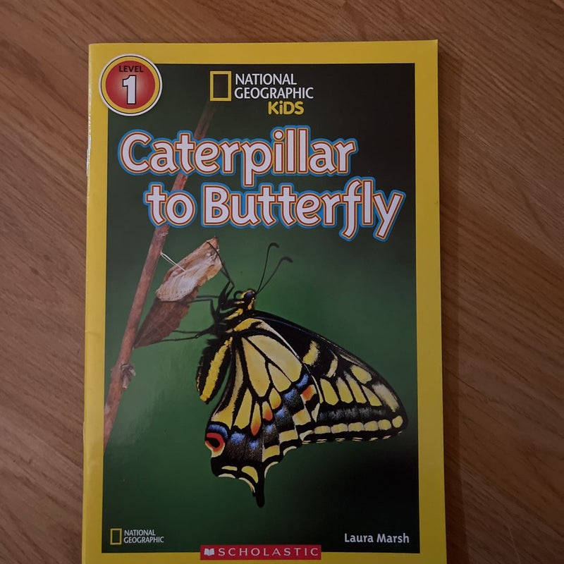 Caterpillar to Butterfly 