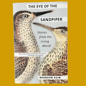 The Eye of the Sandpiper