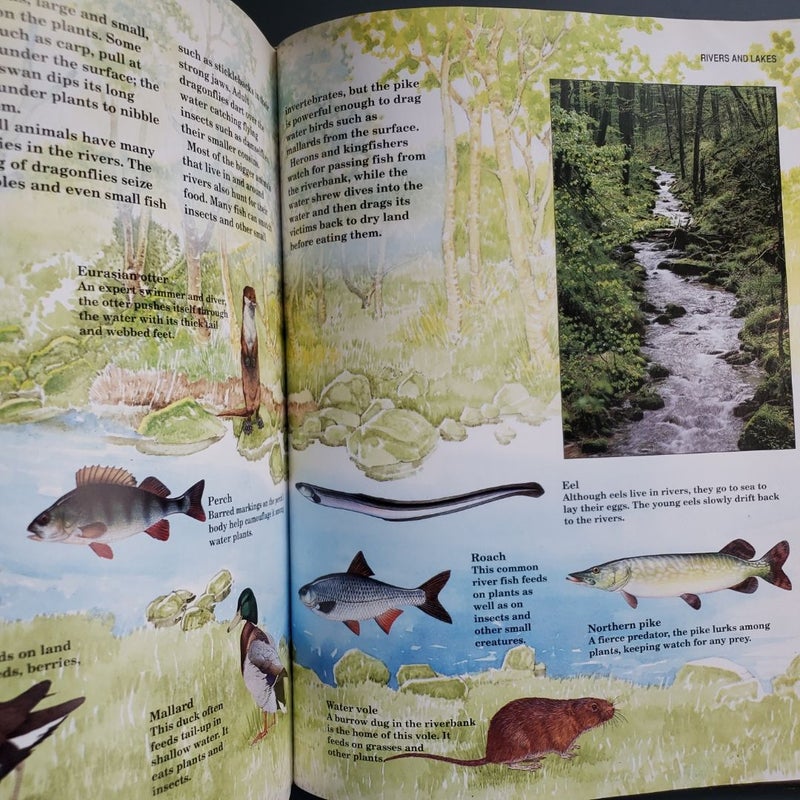 Animal Encyclopedia for Children