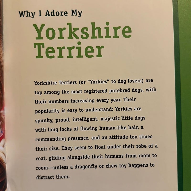 Yorkshire Terriers