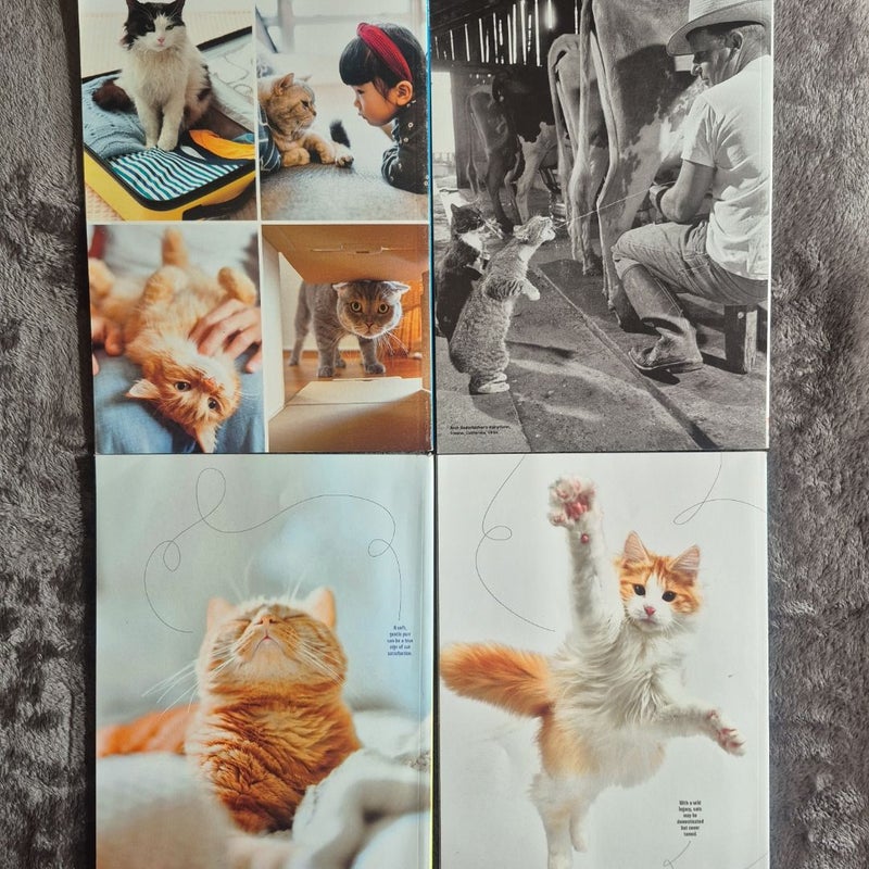 4 Magazines All About Cats