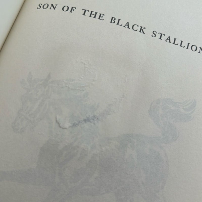 Son of the Black Stallion