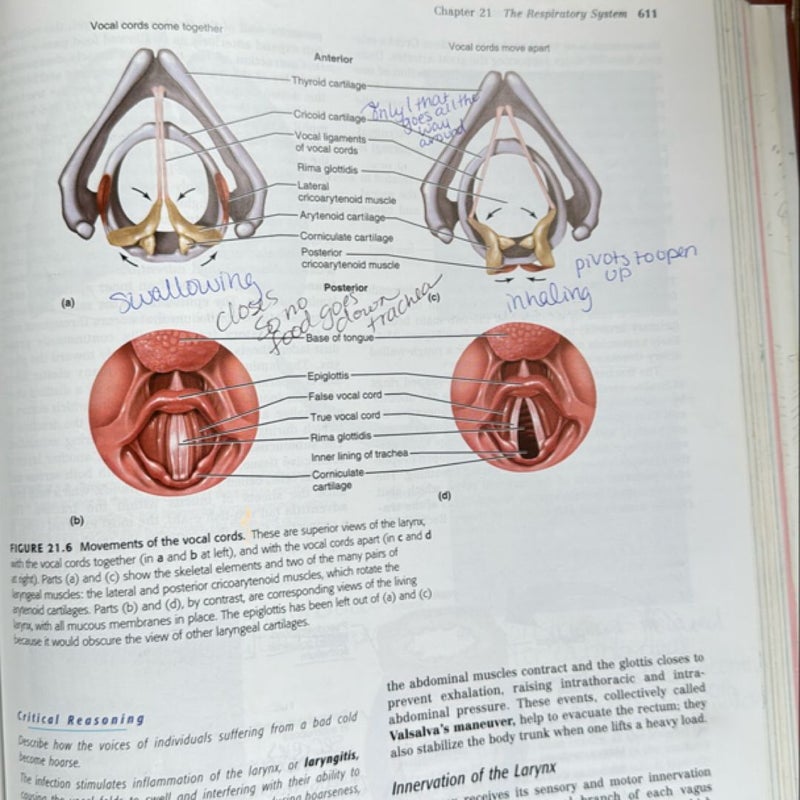 Human Anatomy Update