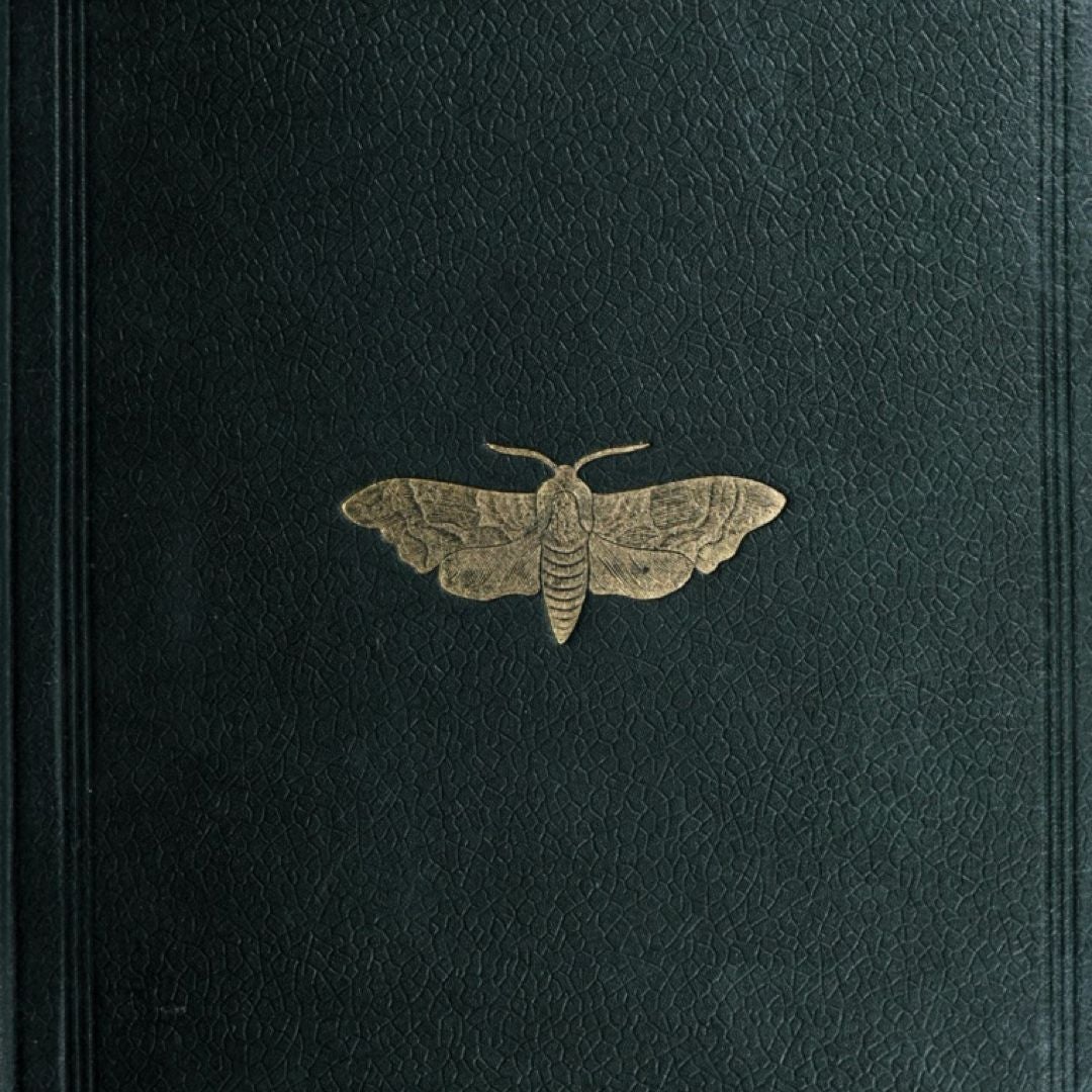 Stitched Moths