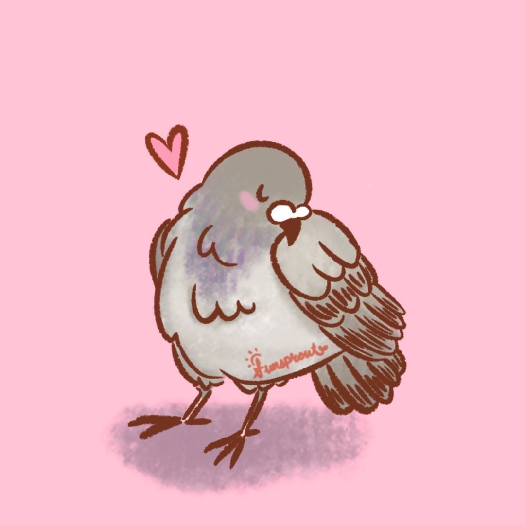 Pigeon