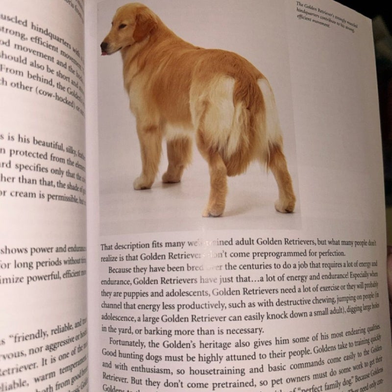 The Golden Retriever