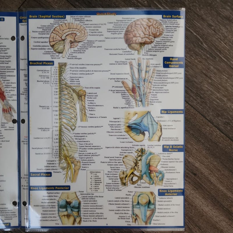 Anatomy - Reference Guide (8. 5 X 11)