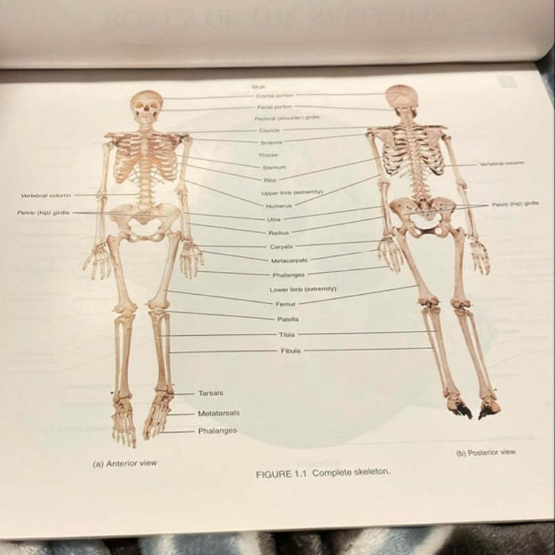 A Brief Atlas of the Human Skeleton