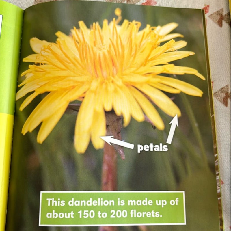 From Seed to Dandelion (Scholastic News Nonfiction Readers: How Things Grow)